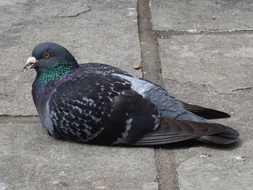 pigeon