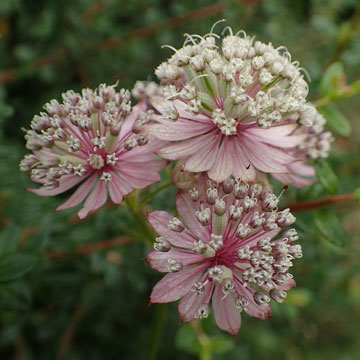 astrantia