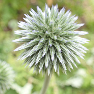 echinops