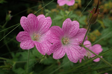 geranium