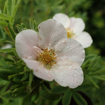 potentilla