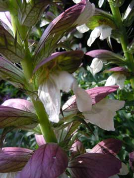 acanthus