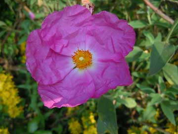 cistus