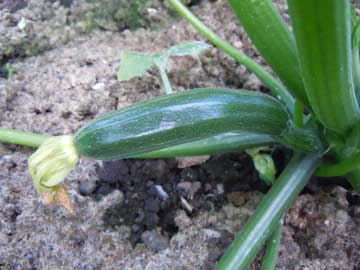 courgette