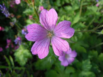 geranium