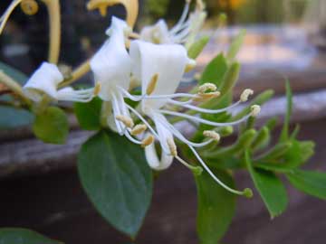 honeysuckle