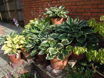 hosta