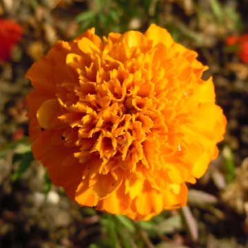 marigold
