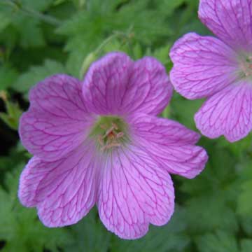 geranium