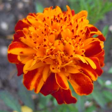 marigold