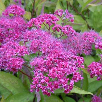 spiraea