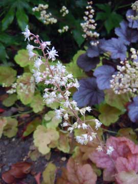 heuchera