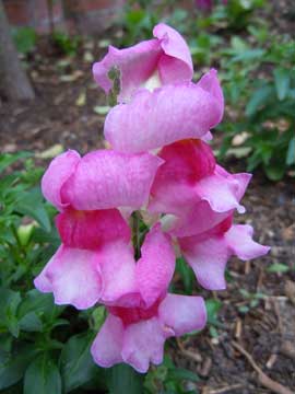 snapdragon