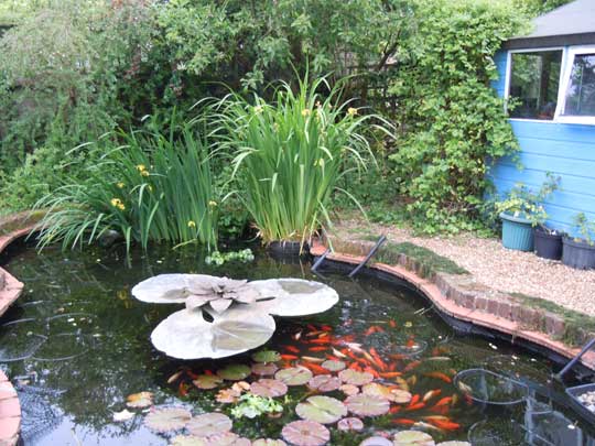 pond
