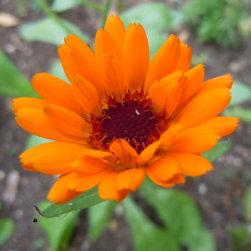 calendula