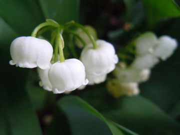 lily of the valley