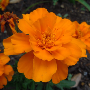 marigold
