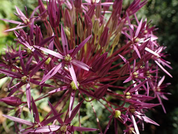 allium