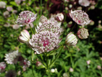 astrantia