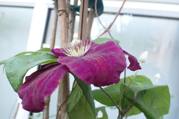 clematis