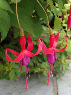 fuchsia
