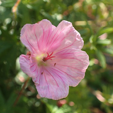 geranium