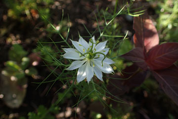 nigella