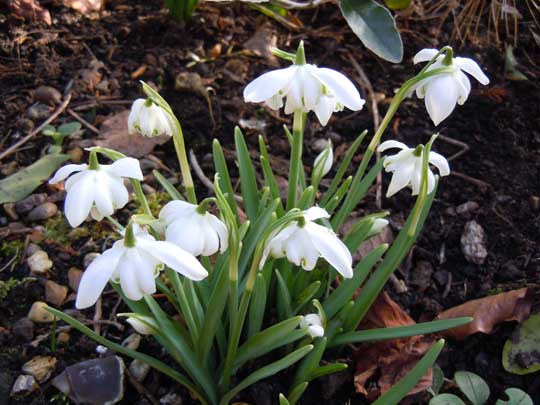 snowdrops