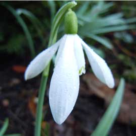 snowdrop