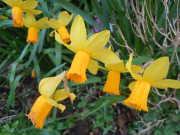 daffs