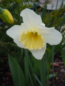 daffs