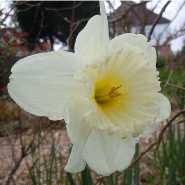 daffs