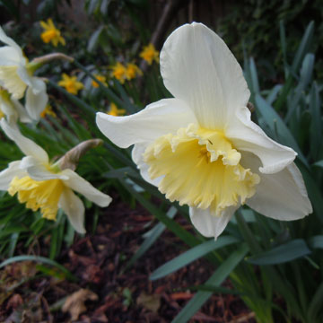 daffs