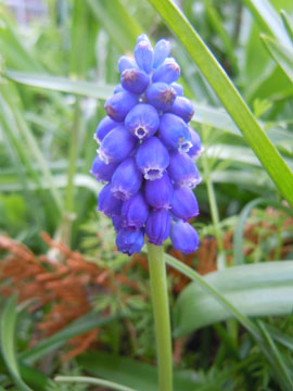 grape hyacinth