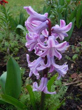 hyacinth