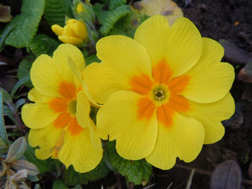 primula