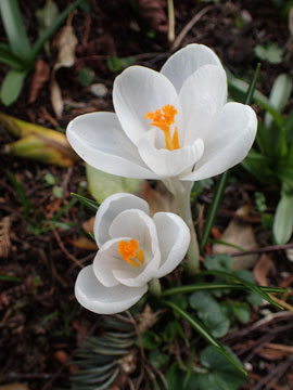 crocus