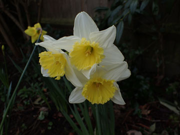 daffs