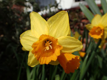 daffs