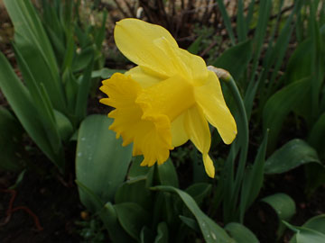 daffs