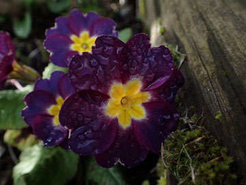 primula