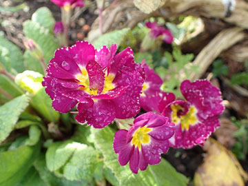 primula