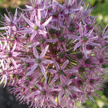 allium