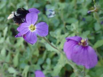 aubretia