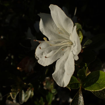 azalea
