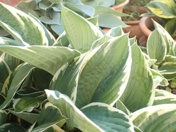 hosta