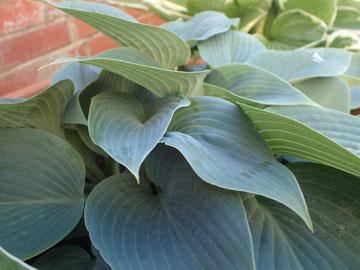 hosta