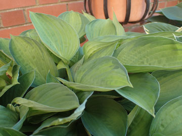 hosta
