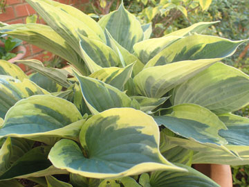hosta