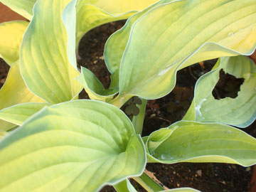hosta